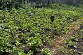 Участок, 4 сот., сельхоз (снт или днп)