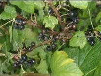 Участок, 6 сот., сельхоз (снт или днп)