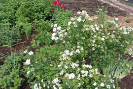 Дом в Стерлитамак, СНТ Строитель-2, 393 (20 м²)