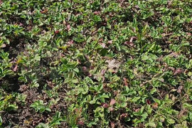 Участок 8,2 сот. (СНТ, ДНП)