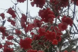 Участок 7 сот. (СНТ, ДНП)