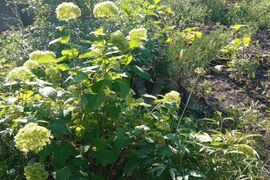 Дача 40 м² на участке 6 сот.