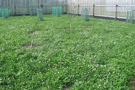 Участок 6 сот. (СНТ, ДНП)