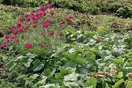 Участок 6 сот. (СНТ, ДНП)