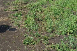 Участок 8,4 сот. (ИЖС)