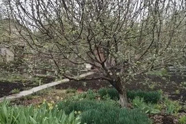 Участок 8 сот. (СНТ, ДНП)